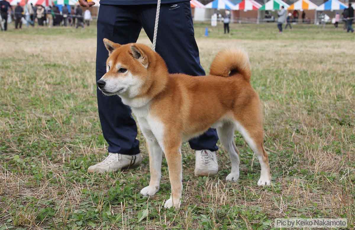 Know More About The Japanese Shiba Inu Breed Of Dogs.