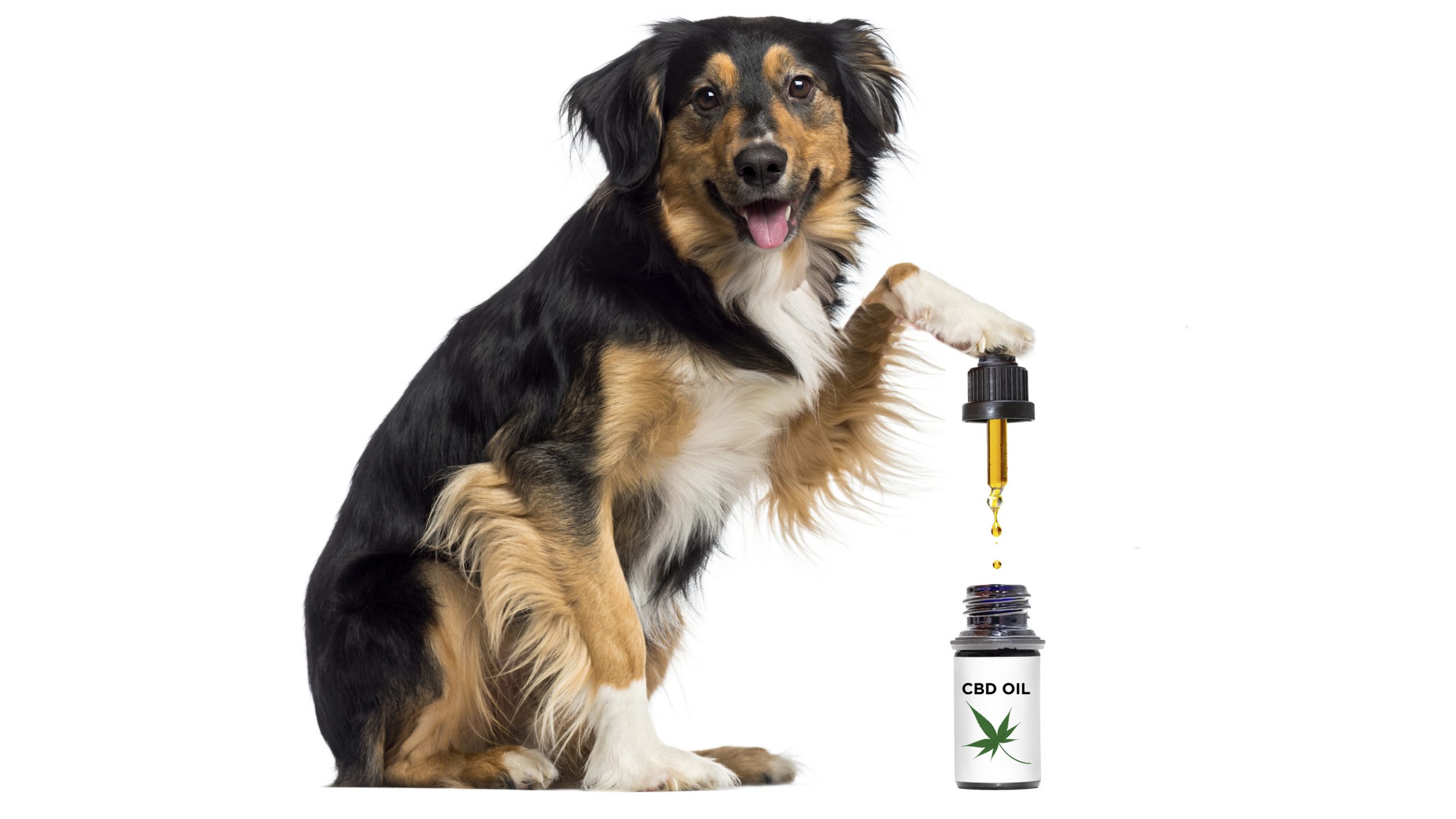 What Is The Purpose Of Using CBD Oil On Pets?