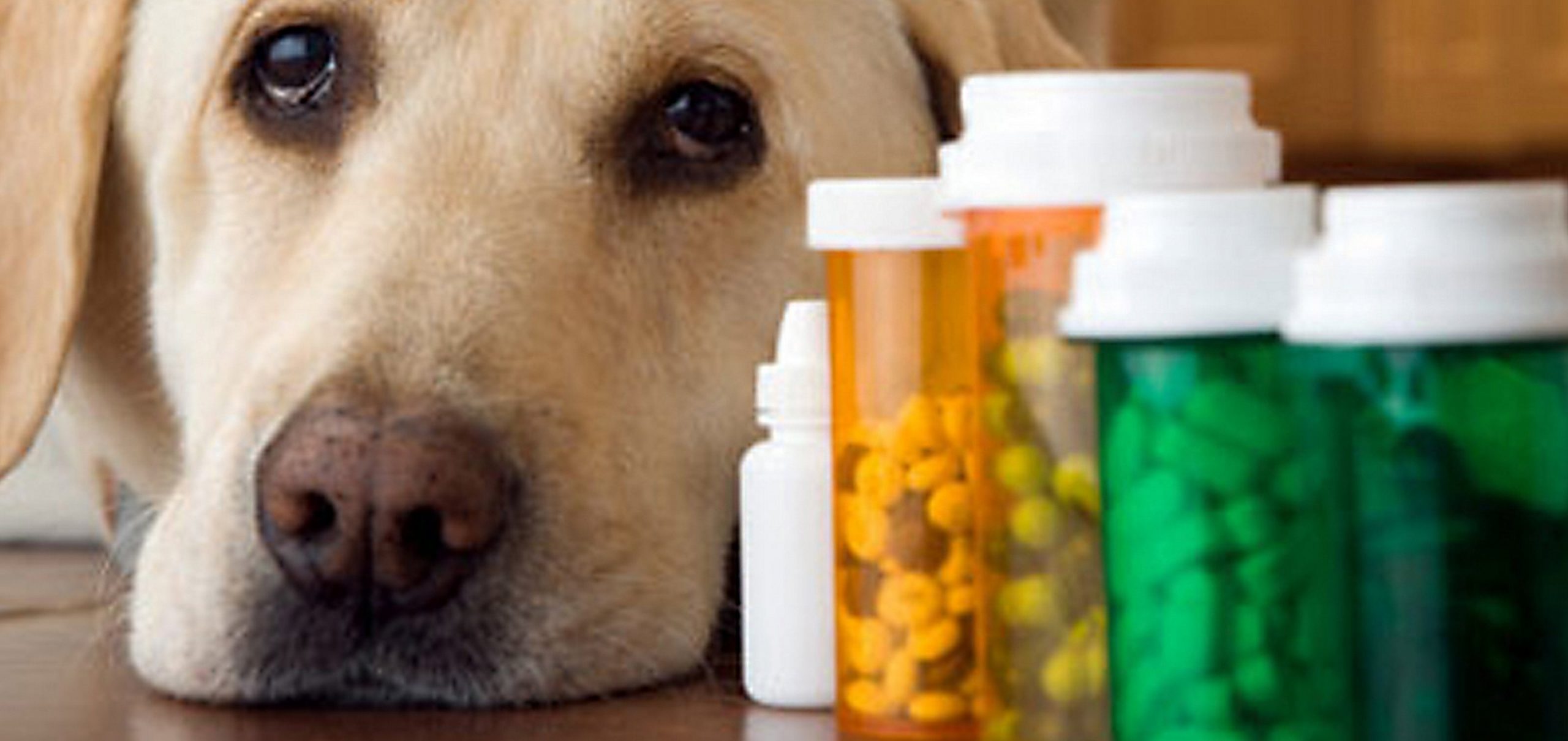 Are Supplements for Pets Necessary? 9 Dog Supplements for Optimal Canine Health at Any Age, According to Veterinarians